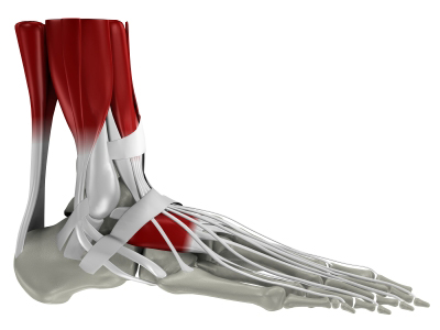 Anatomy of the foot - keep pain free at Elite Feet
