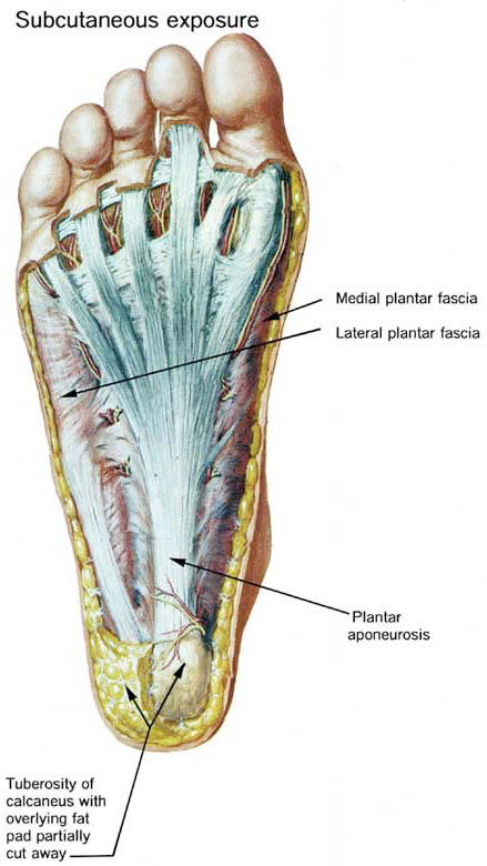 Foot subcutaneous exposure - see how the base of your foot looks inside. Plantar areas